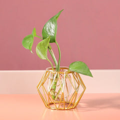 Mini Hydroplanter Vase